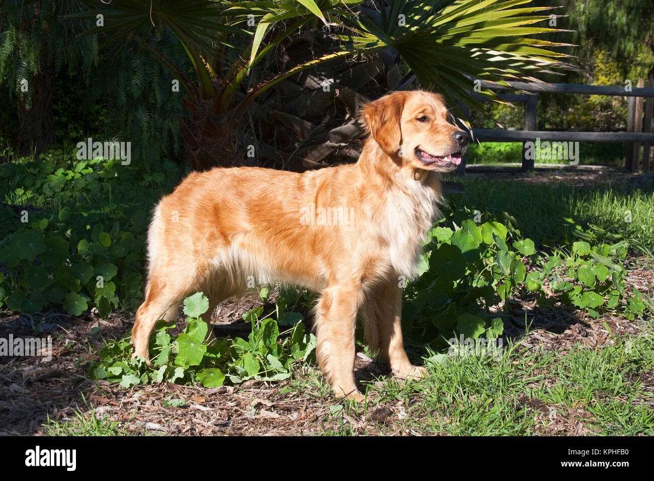 Golden retriever in the park hi-res stock photography and images - Alamy