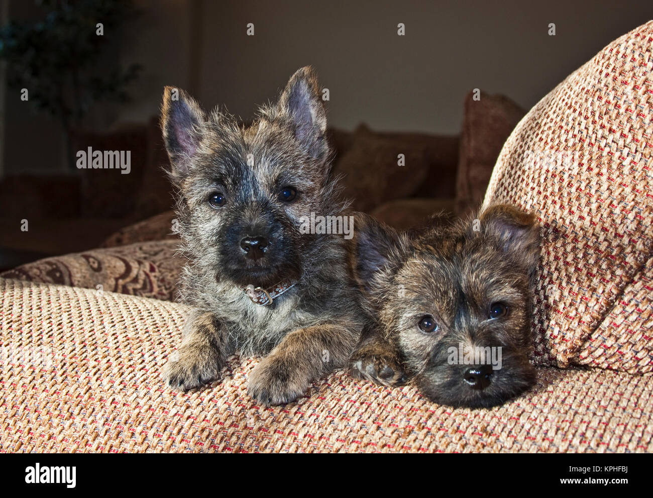 Two Cairn Terrier puppies lying on a tan couch. Stock Photo