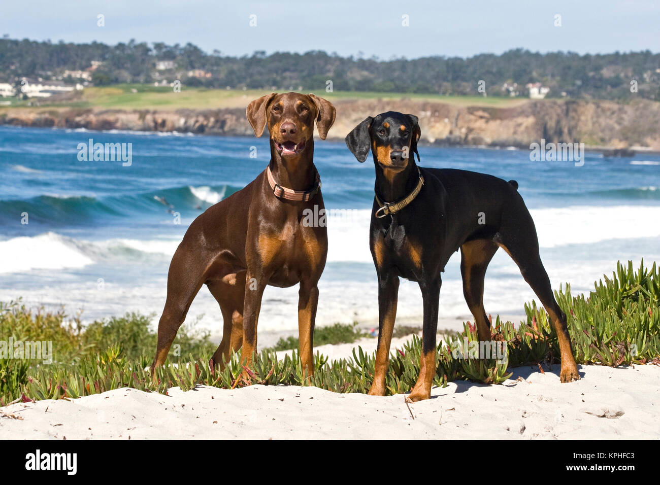 Two Doberman Pinschers at Carmel Beach in California. Stock Photo