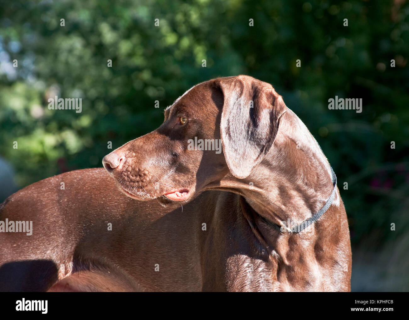 A German Shorthaired Pointer looking over his shoulder. Stock Photo