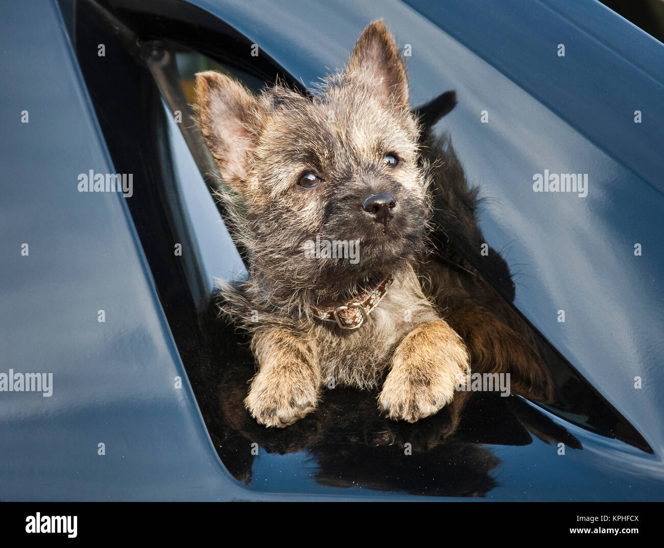 A Cairn Terrier puppy coming through a shinny black surface. Stock Photo