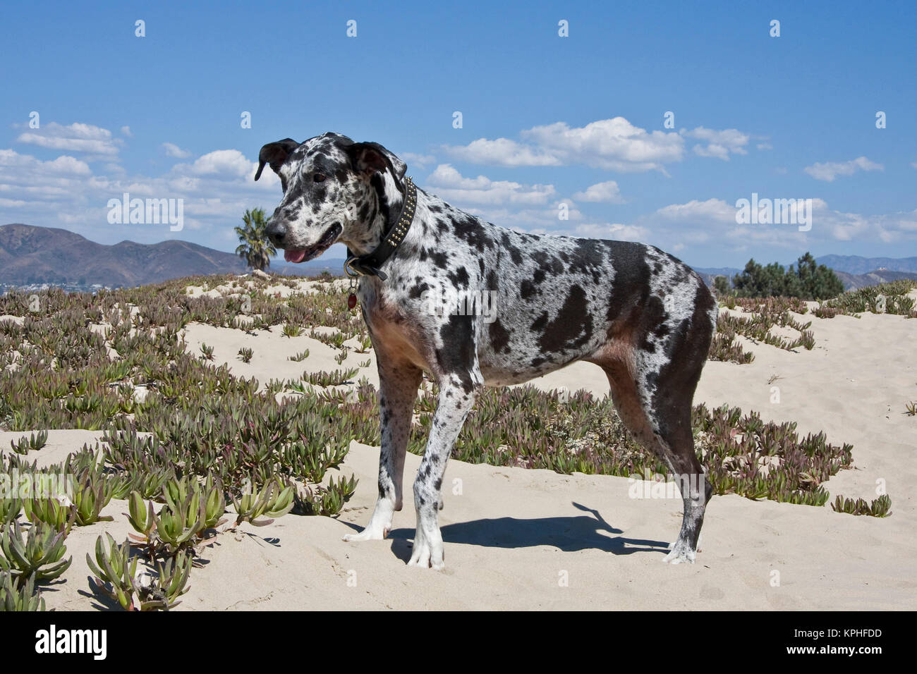 A Great Dane standing in sand at the Ventura Beach in California. Stock Photo
