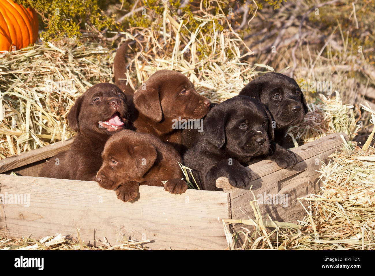 Five Labrador Retriever puppies in a wooden crate surrounded by hay
