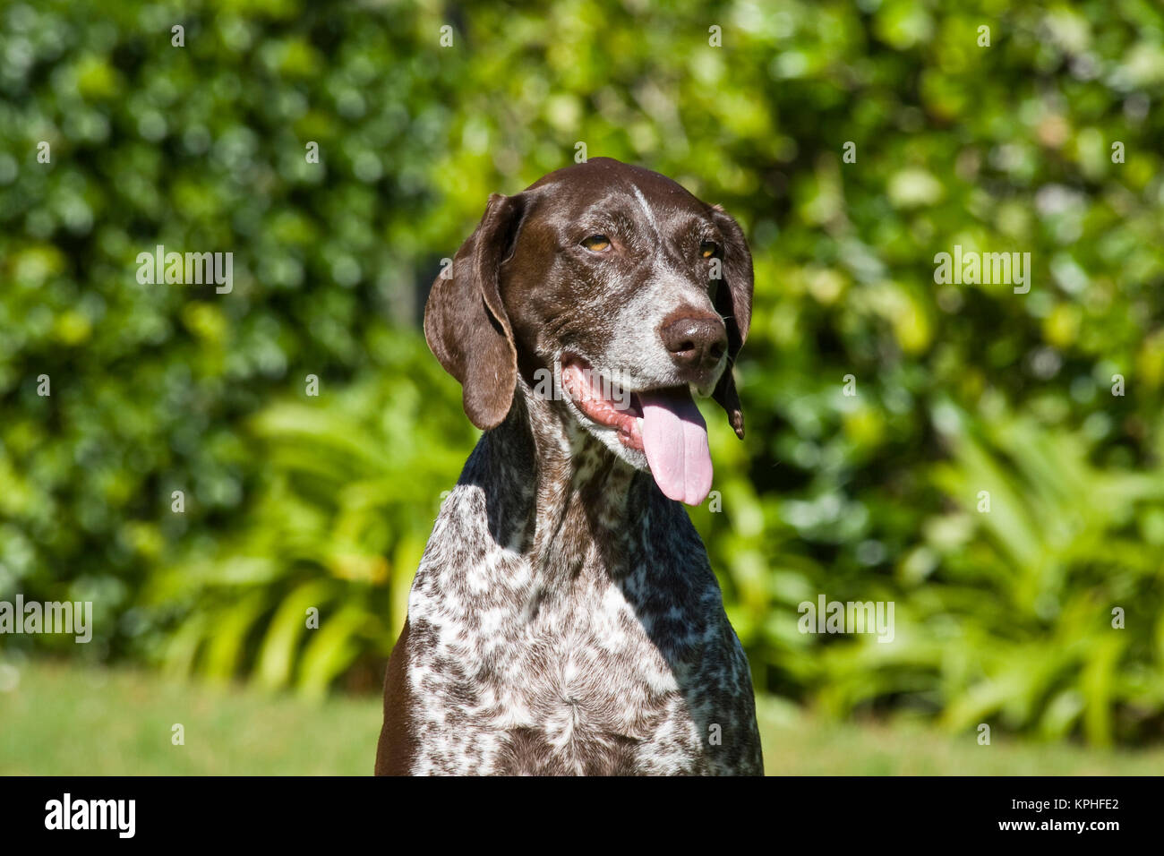 Portrait of a German Shorthaired Pointer sitting with green background. Stock Photo
