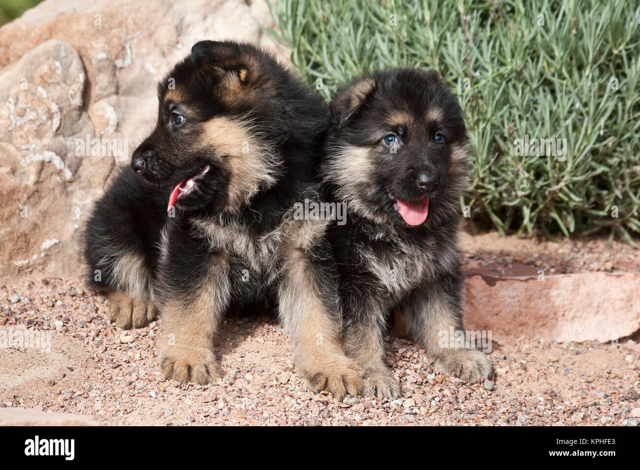 Two German Shepherd puppies sitting next to a rock on a garden pathway  Stock Photo - Alamy