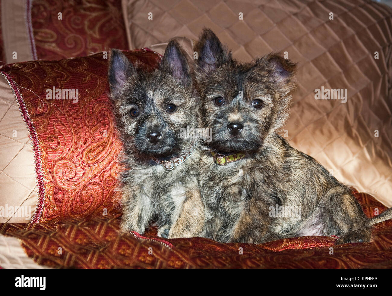 Two Cairn Terrier puppies sitting together on a bed with red and tan