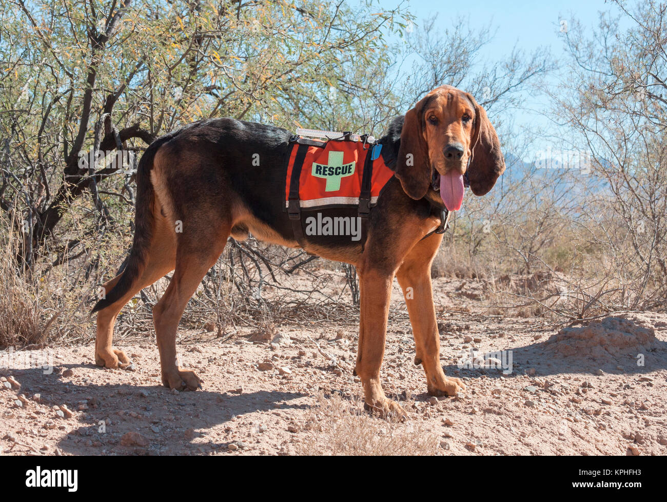 Search and Rescue Bloodhound in the Sonoran Desert (MR) Stock Photo
