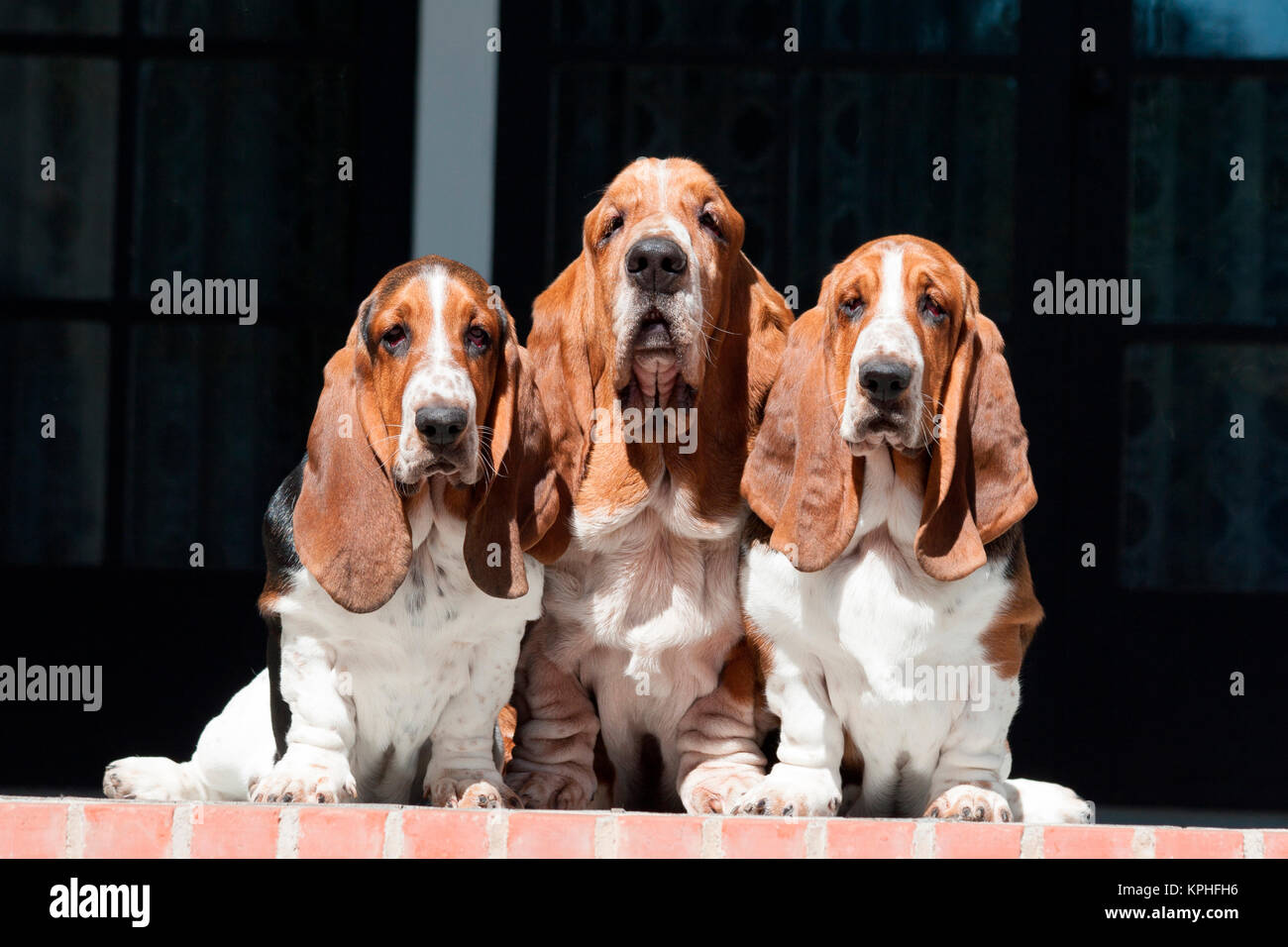 Dog Tail Basset High Resolution Stock Photography And Images Alamy