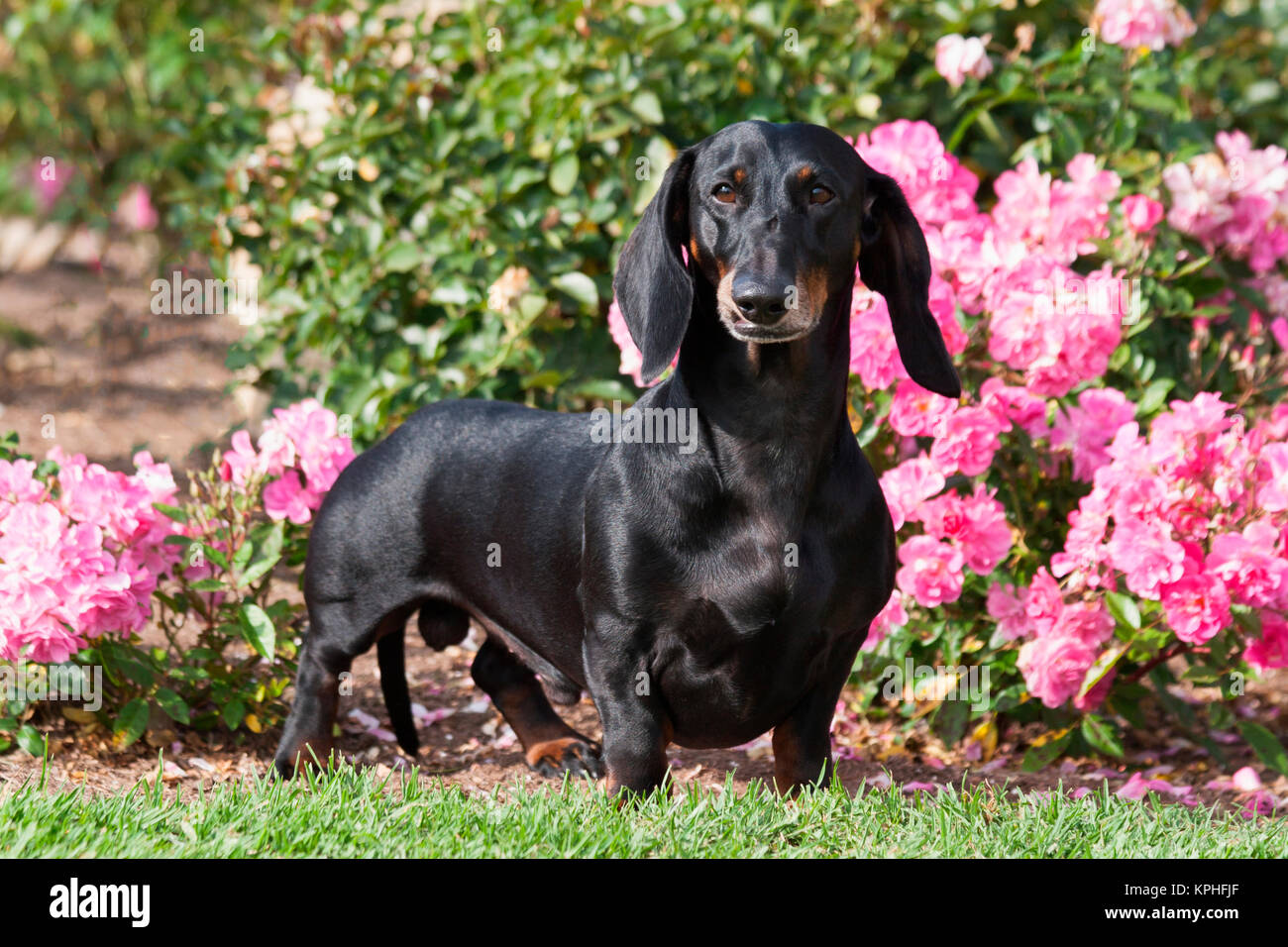 Doxen standing in a garden (MR Stock Photo - Alamy