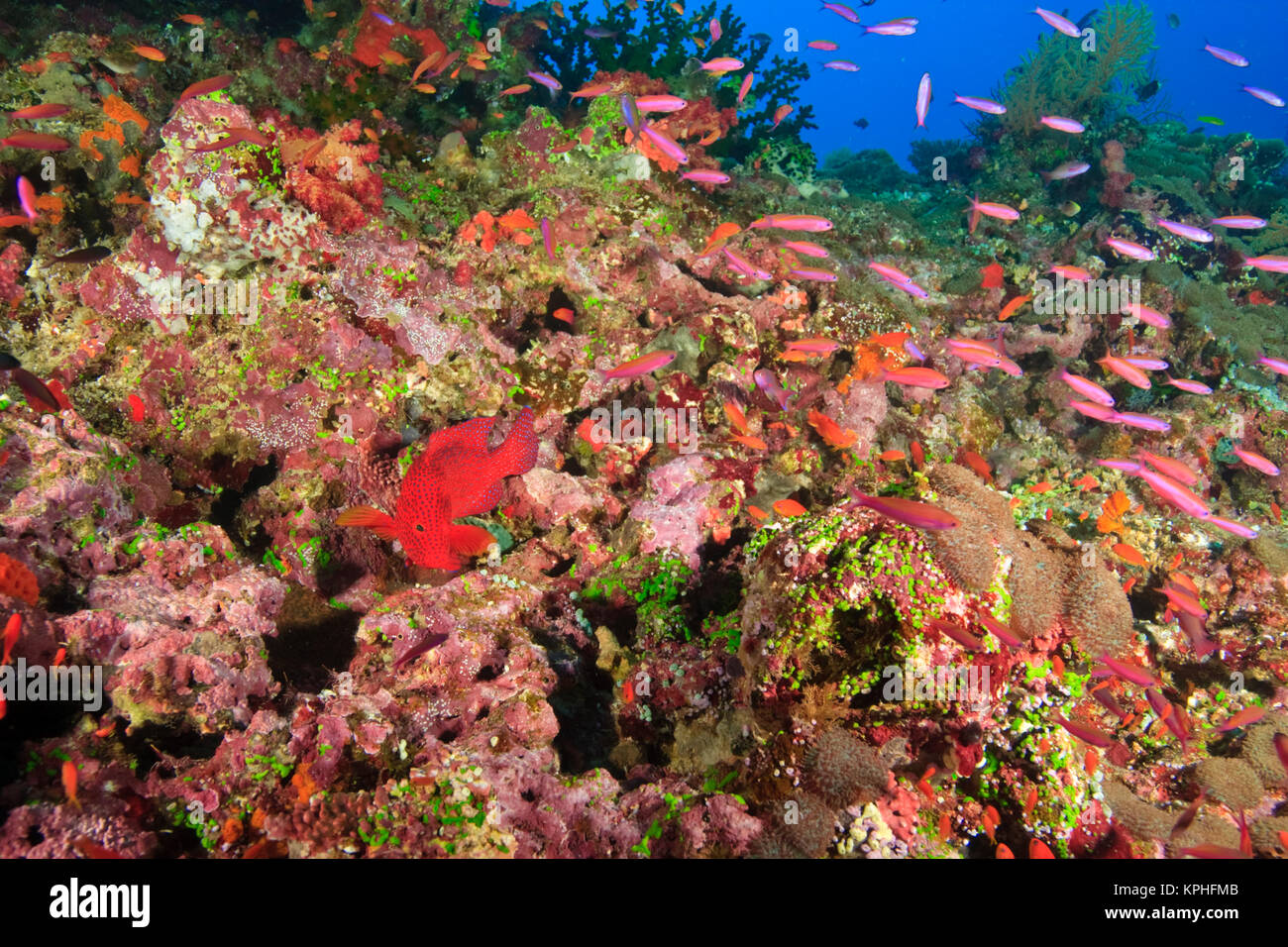 Miniata Cod Cephalophilis miniata hi-res stock photography and images - Alamy