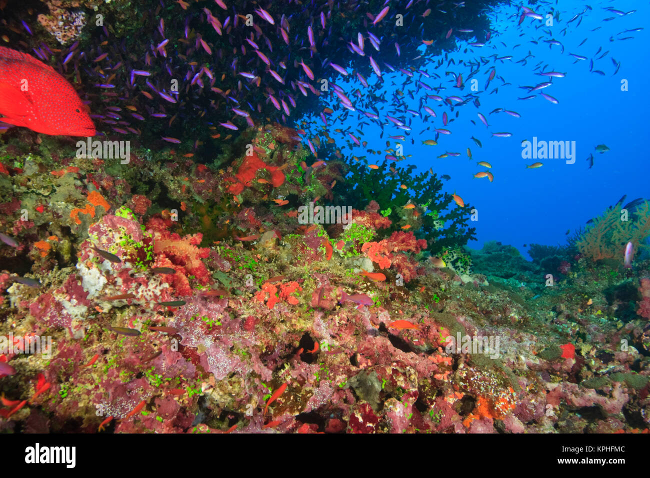 Miniata Cod Cephalophilis miniata hi-res stock photography and images - Alamy
