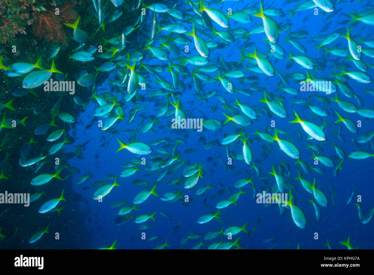schooling fish, fusiliers, Raja Ampat region of Papua (formerly Irian Jaya) Stock Photo