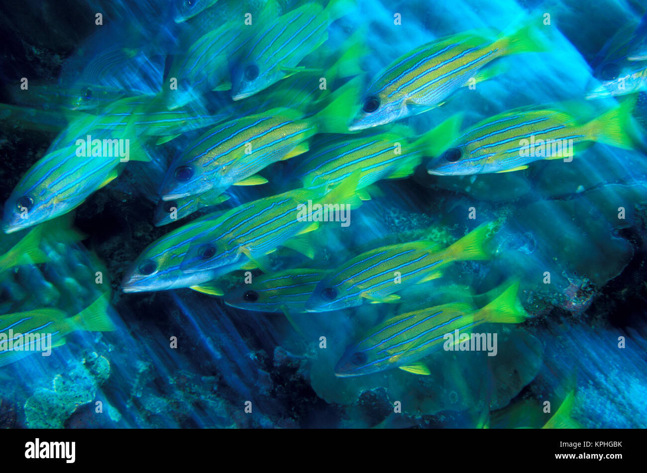 Micronesia, Palau. Yellowstriped Snapper (Lutjanus kasmira) in motion