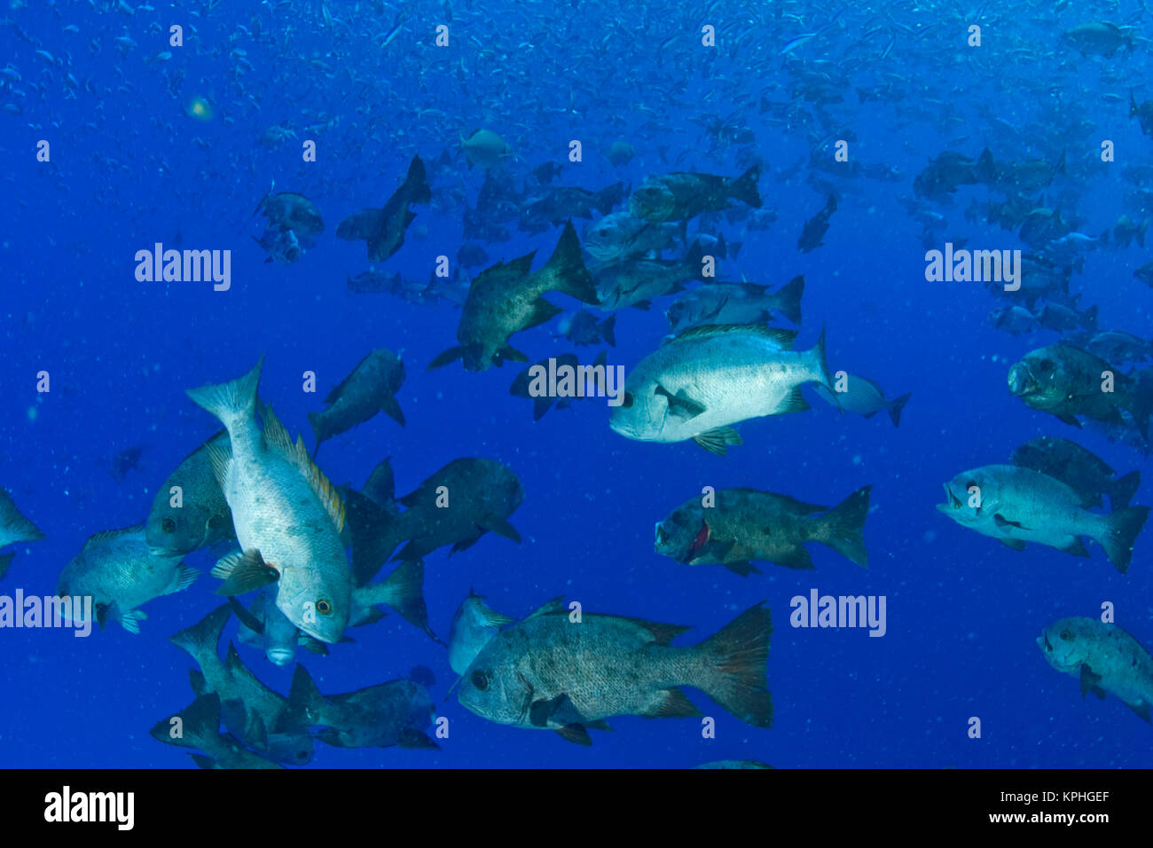 Schooling Highfin Rudderfish (Kyphosus cinerascens ), Palau, Micronesia, Rock Islands, World Heritage Site, Western Pacific Stock Photo