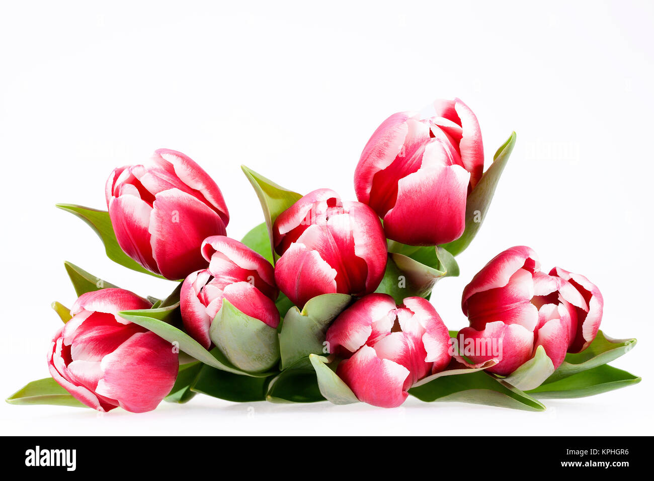 bouquet of red tulips flowers isolated on white background Stock Photo ...