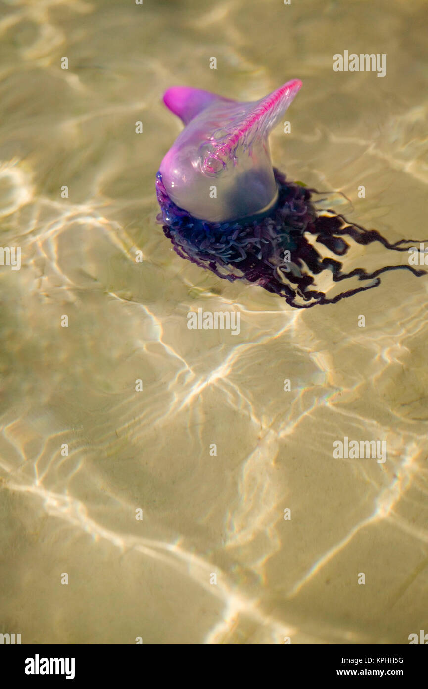 Portuguese Man o' War Jellyfish (Pgysalia physalis) Turneffe Caye ...