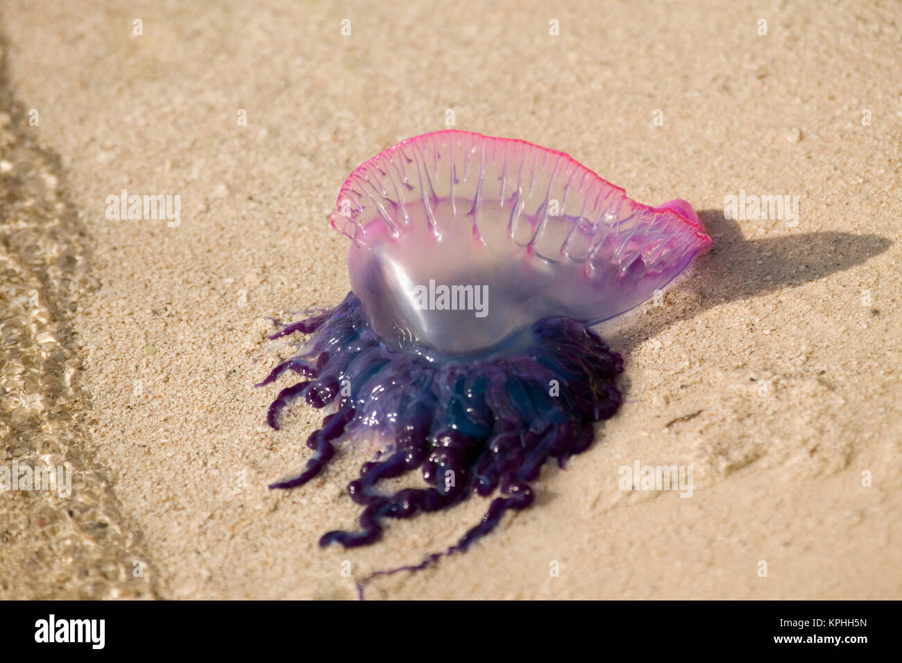 Portuguese Man o' War Jellyfish (Pgysalia physalis) Turneffe Caye ...