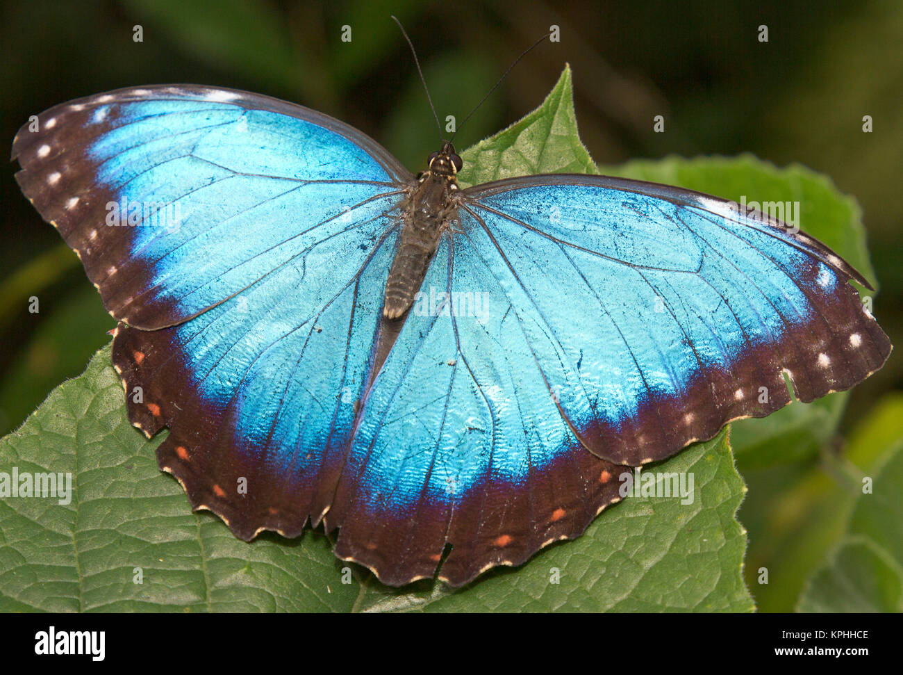 Blue Morpho (Morpho) butterfly, Green Hills Butterfly Farm, Belize