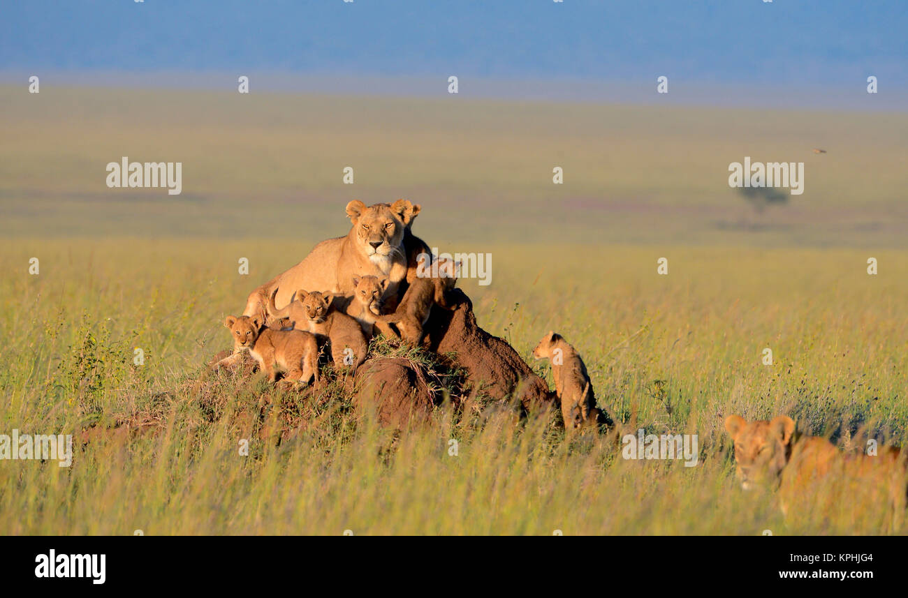Lioness with cubs resting on anthill on grassland plains of Maasai Kopjes near Seronera, Serengeti, Tanzania Stock Photo