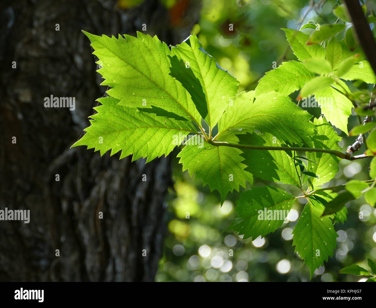 Spiky leaves on a tree in the botanical gardens, Athens, Greece Stock Photo