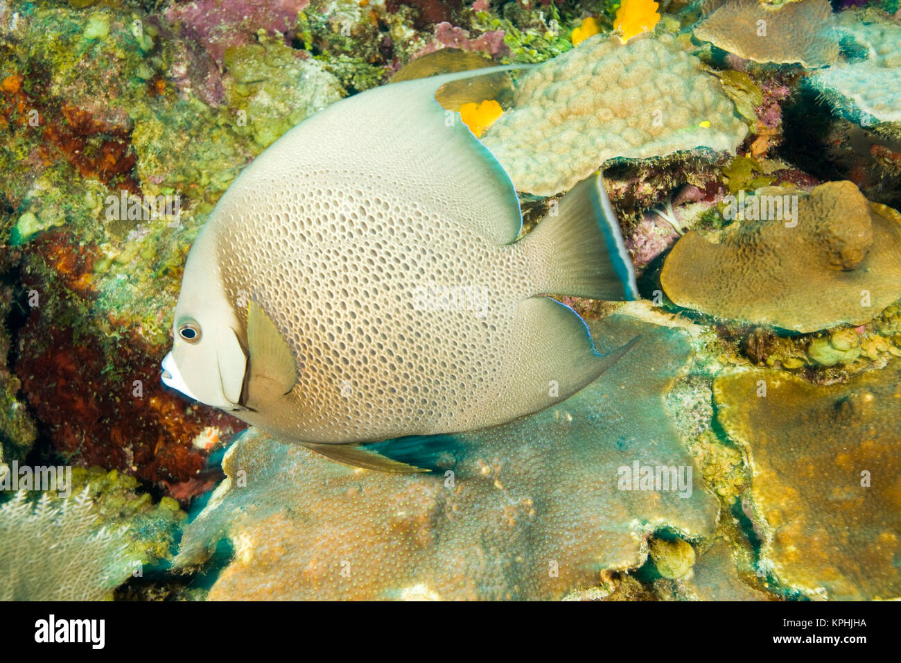 Grey Angelfish, Caribbean Scuba Diving, Roatan, Bay Islands, Honduras, Central America Stock Photo