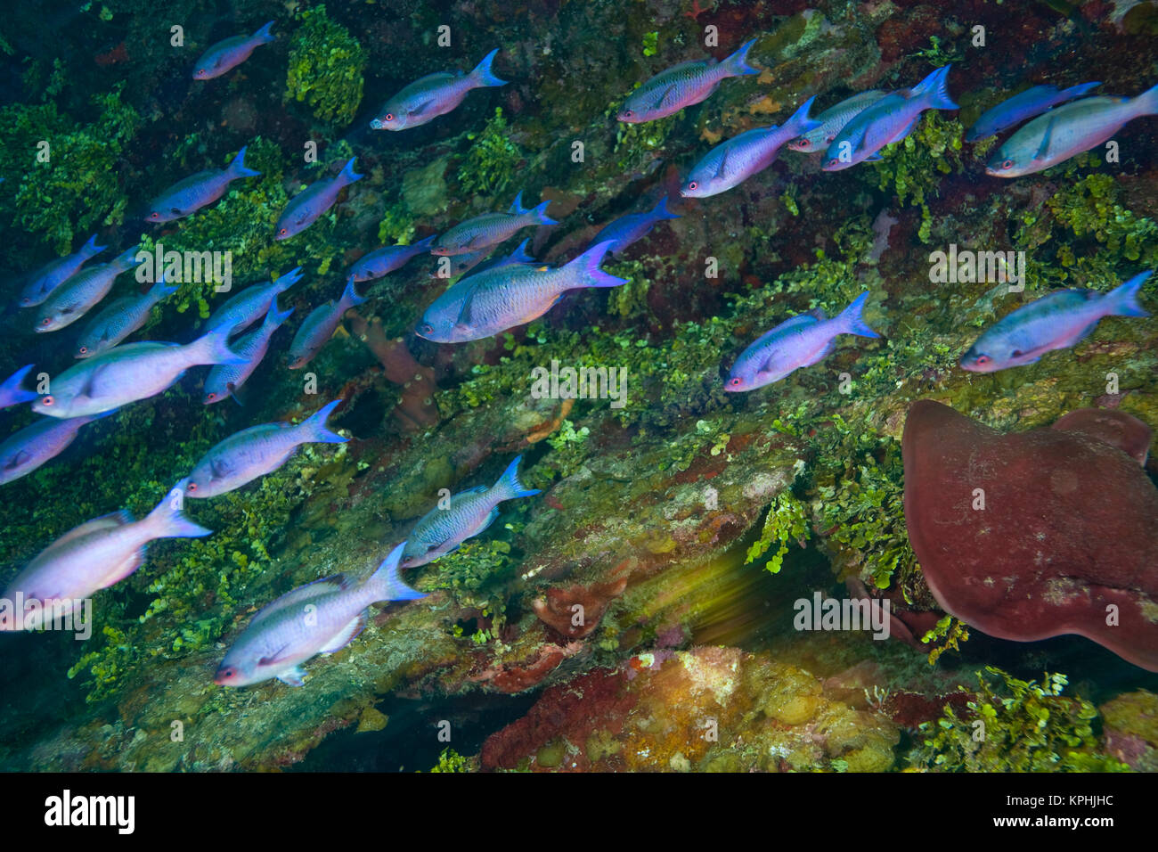 Creole Wrasse (Clepticus parrae), Caribbean Scuba Diving, Roatan, Bay ...