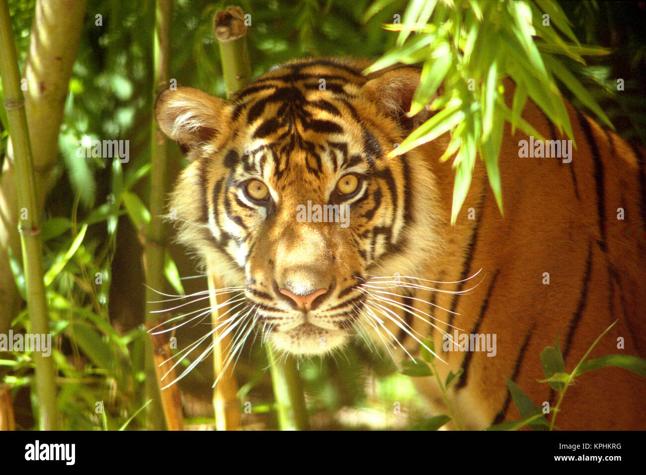 California, San Francisco Zoo, Sumatran Tiger (Panthera tigris sumatrae