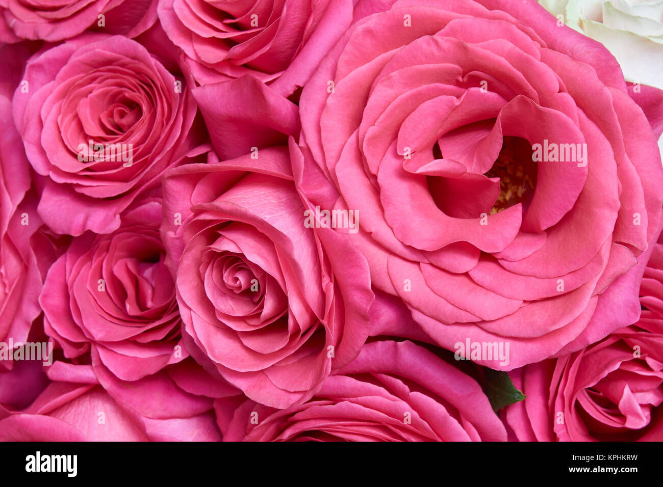 Beautiful blooming pink rose hi-res stock photography and images - Alamy