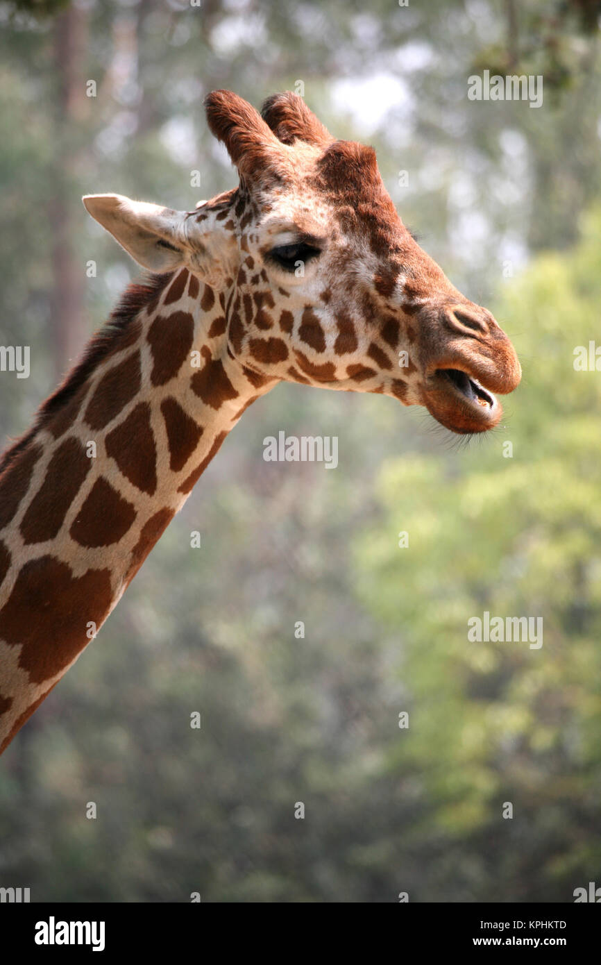 Reticulated giraffe at the San Francisco Zoo, California, USA Stock