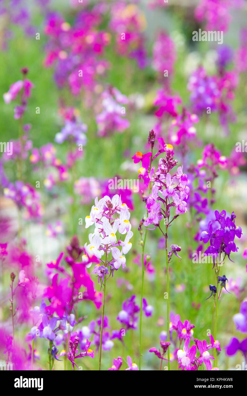 USA, California, Field of toadflax wildflower selective focus Stock Photo