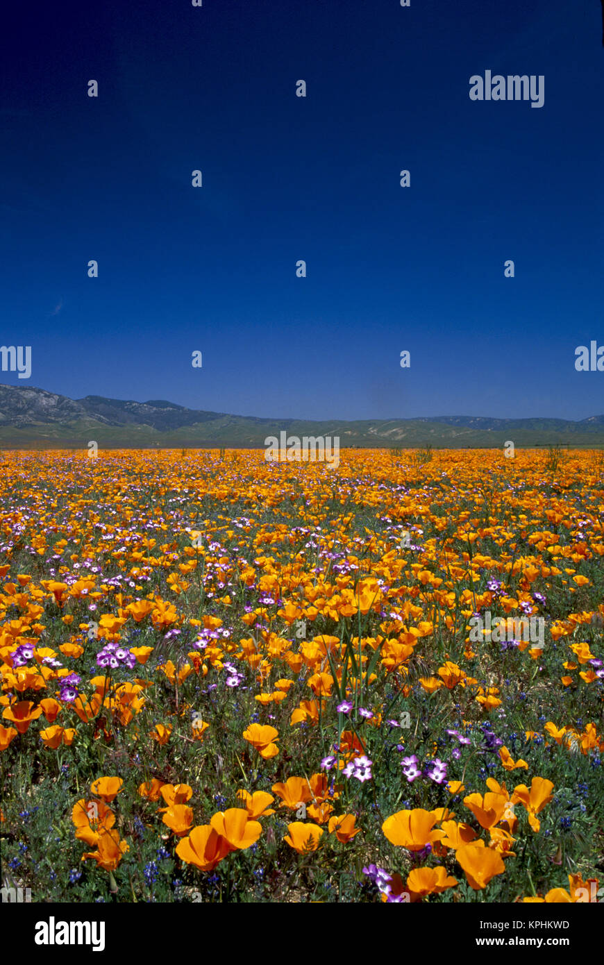 NA, USA, CA, Antelope Valley, CA Poppies & Gilia Purple Stock Photo