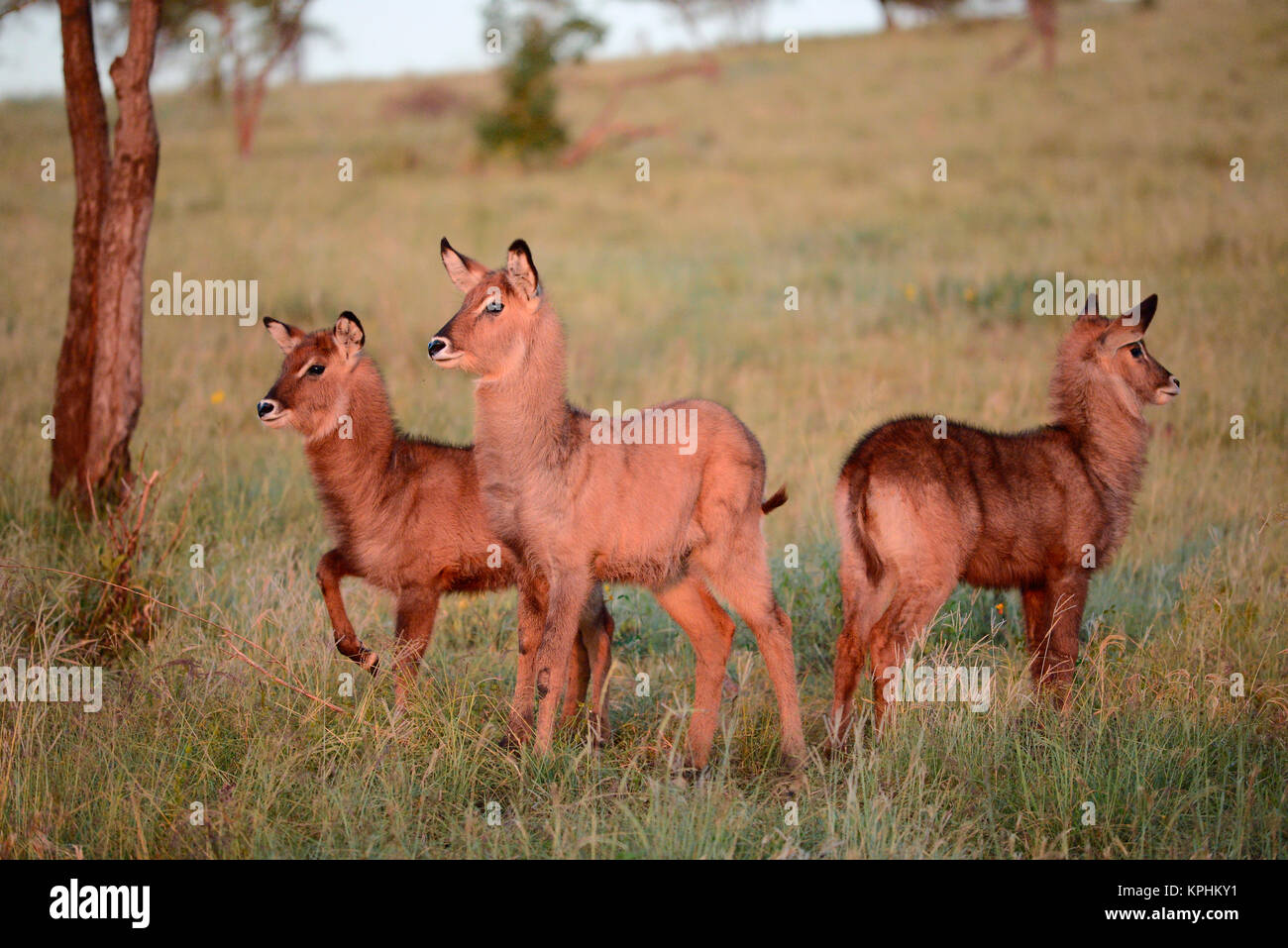 Seronera, Serengeti, Tanzania. Famiy of three young Defasa waterbuck Stock Photo