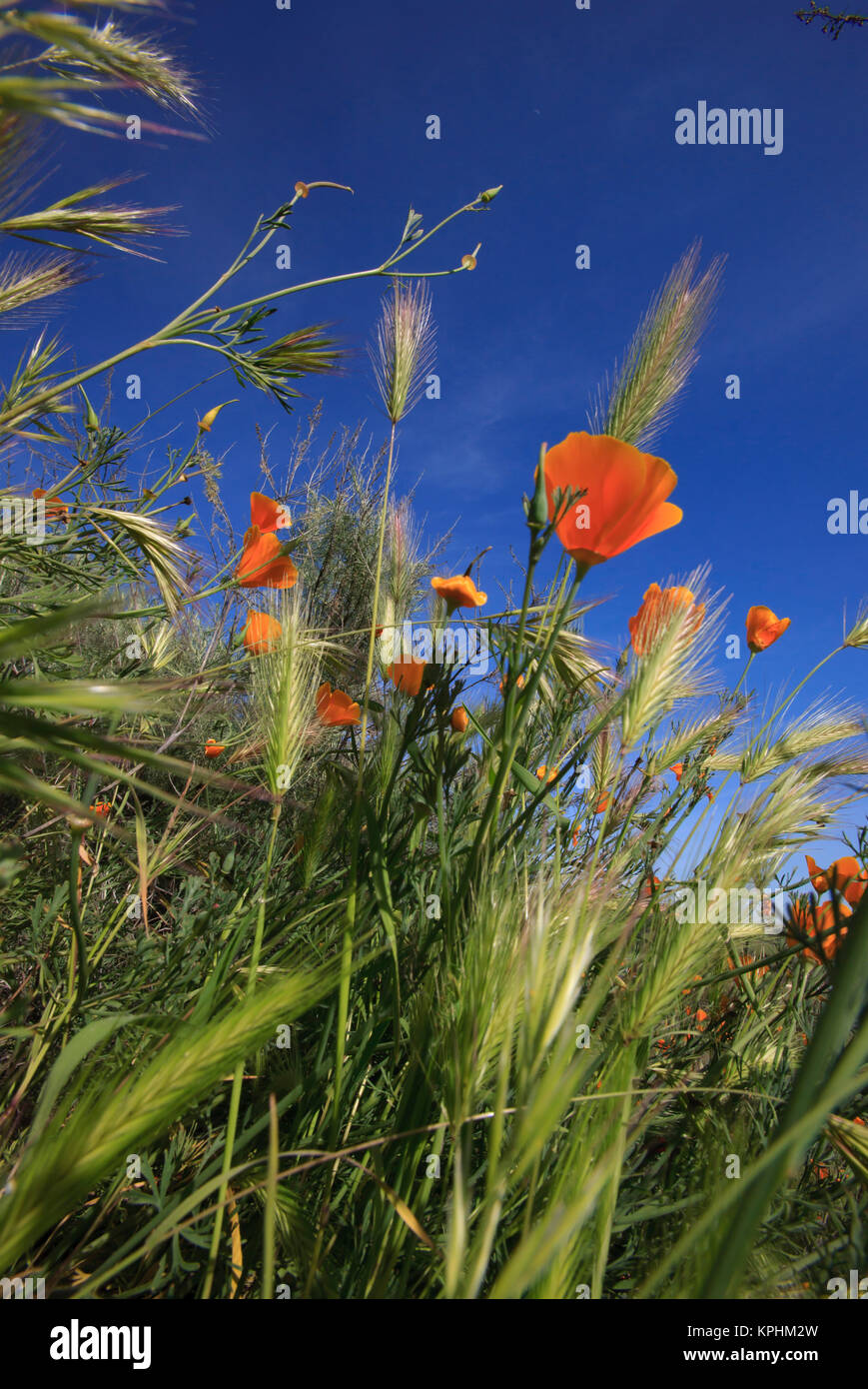 Concept Weeds High Resolution Stock Photography and Images - Alamy