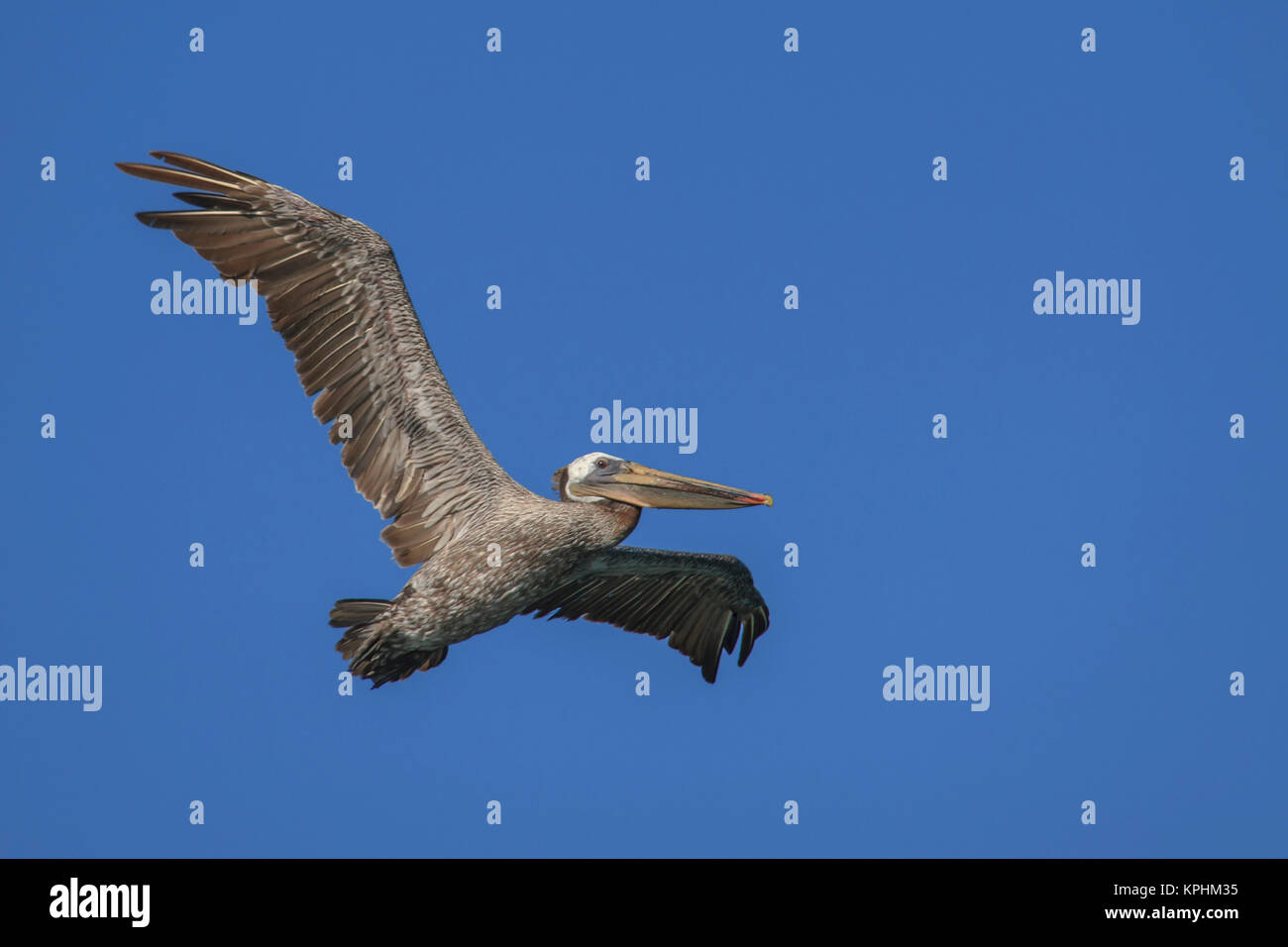 Flying Pelican. Half Moon Bay, California. Stock Photo