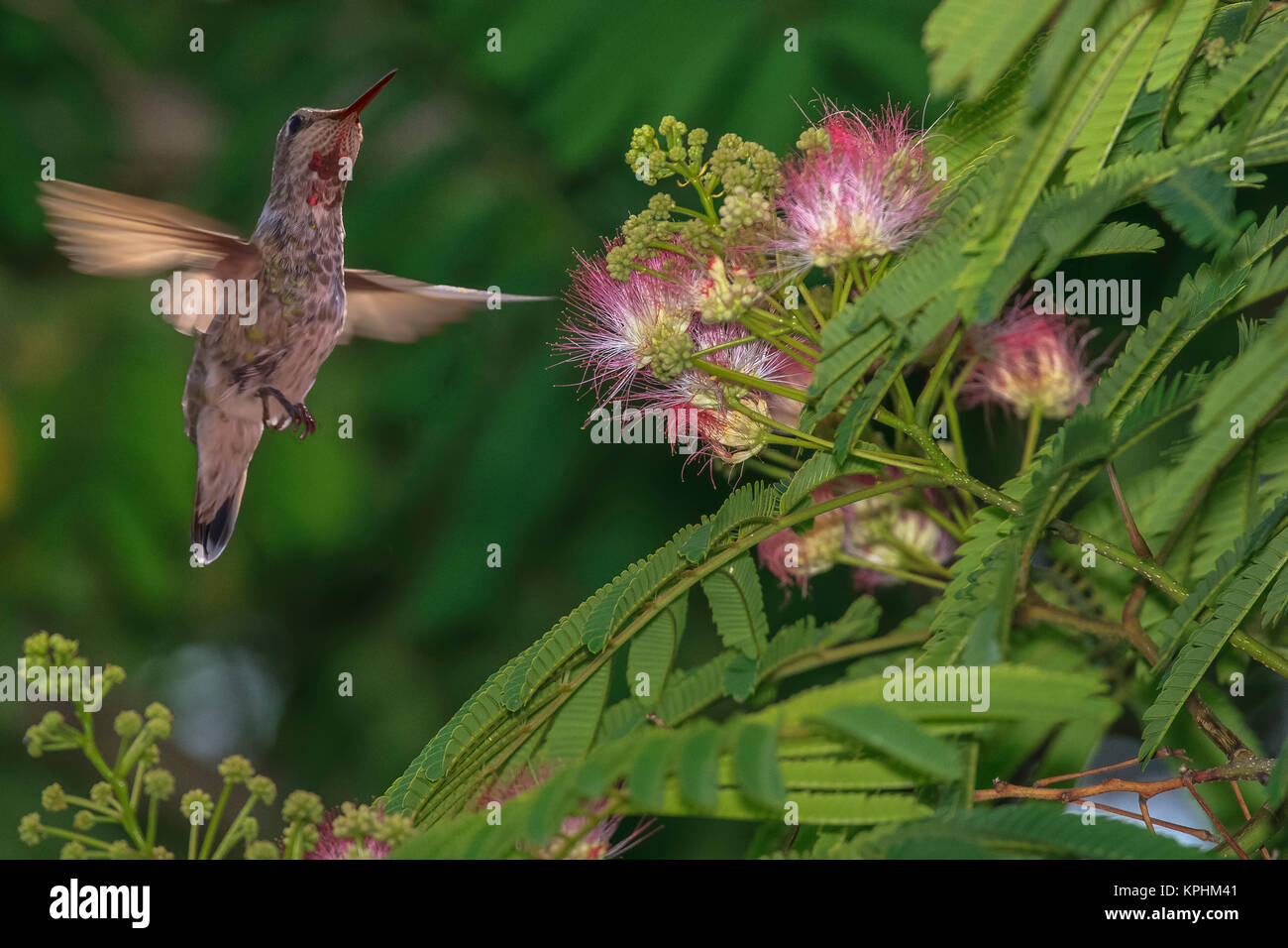 Hummingbird feeding off Silk Tree. California. Stock Photo