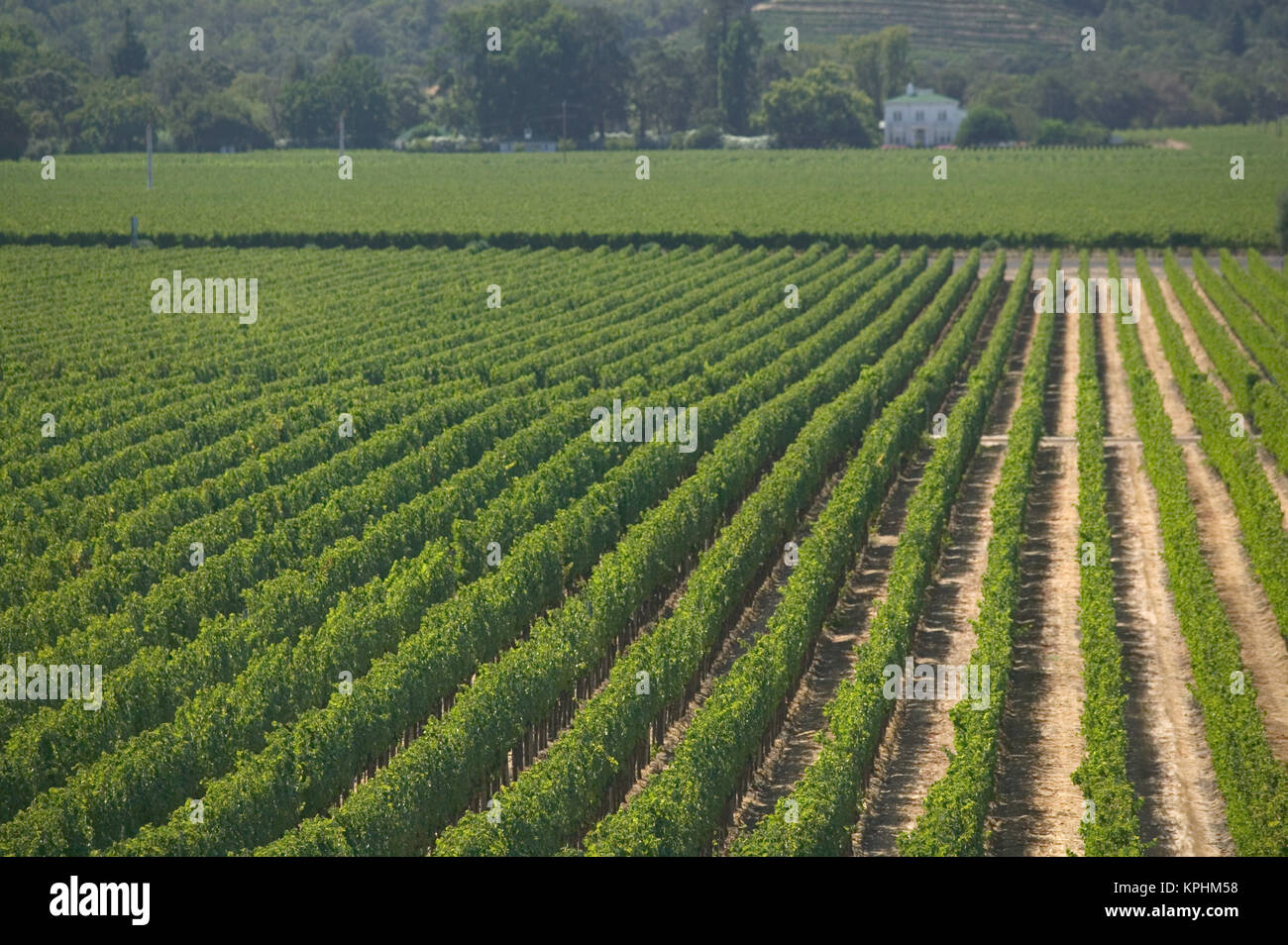 USA, California, Napa Valley, Rutherford: Opus One Winery Vineyard Rows Stock Photo