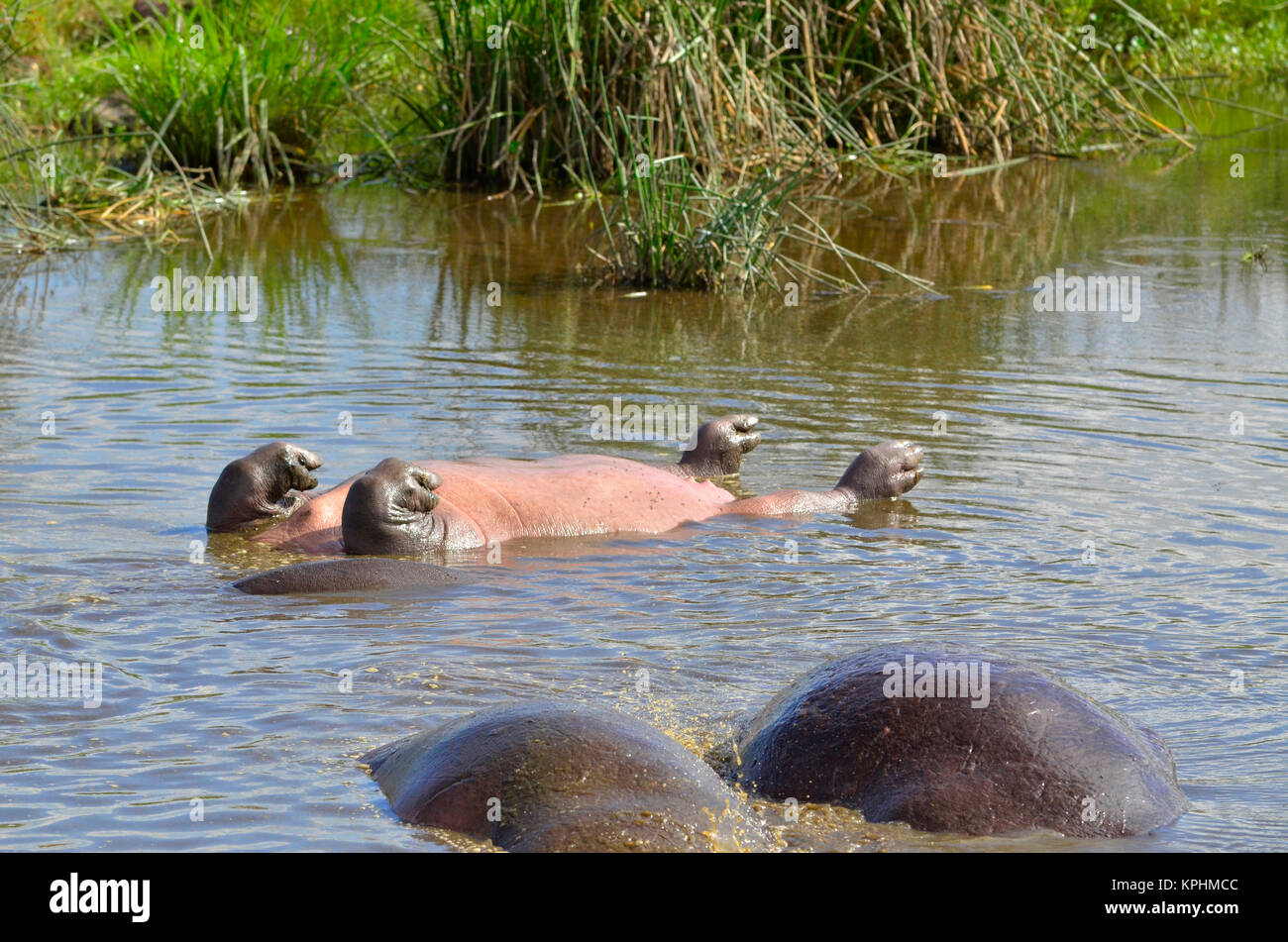 Mother hippo floating on her back with four legs in the air, blowing bubbles. Ngorongoro, Tanzania Stock Photo