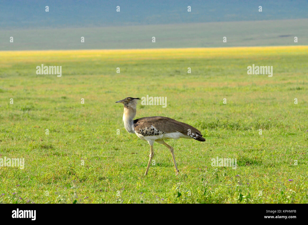 Ngorongoro crater, a World Heritage Site in Tanzania. Incredible wildlife variety for enjoyment by tourists. Kori bustard strutting to attract female. Stock Photo