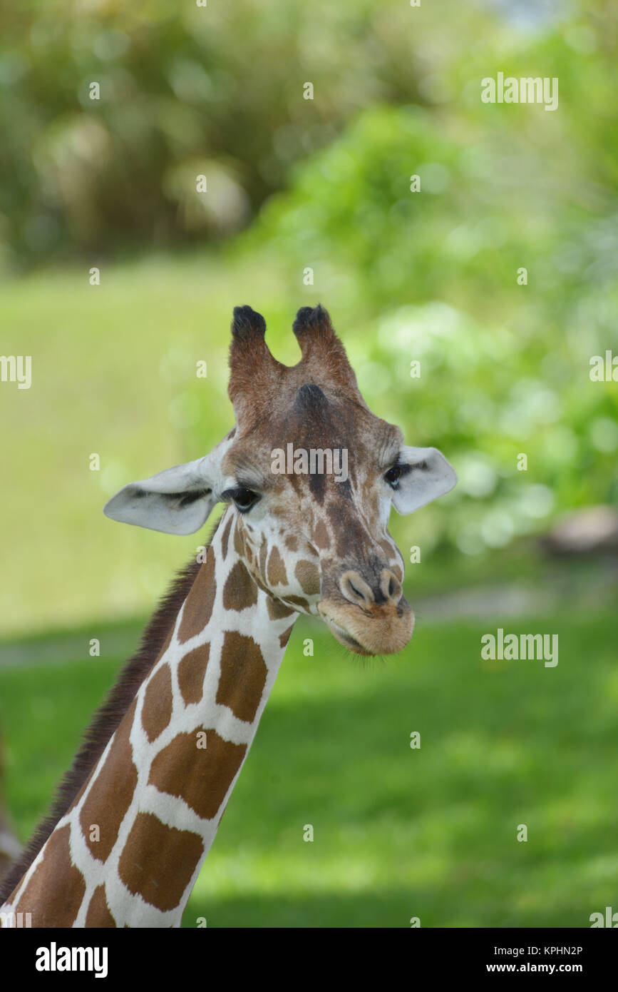 reticulated giraffe (Giraffa camelopardalis reticulata), also known as the Somali giraffe Miami, Florida, USA Stock Photo