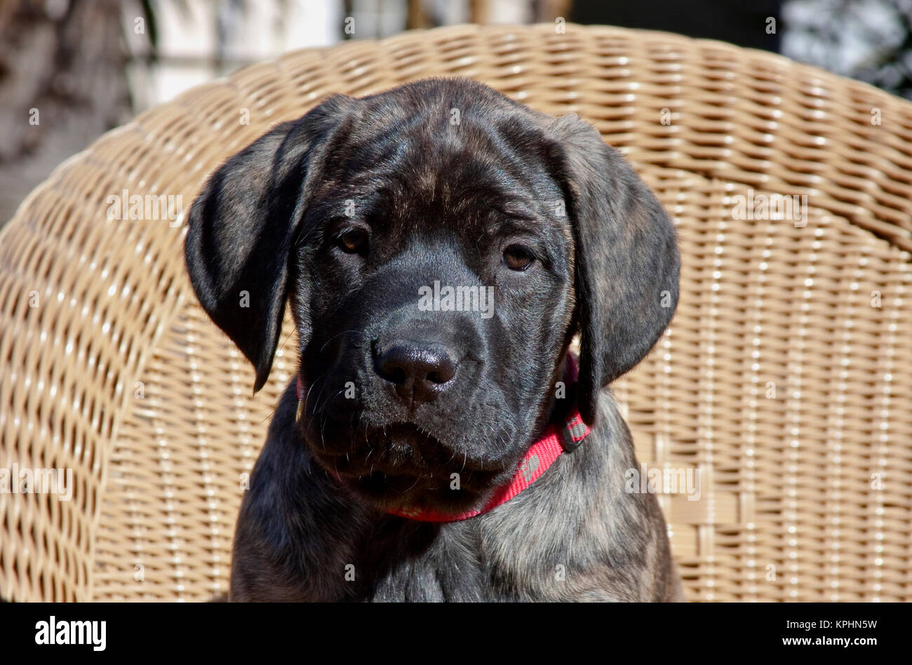 what is a reverse brindle mastiff