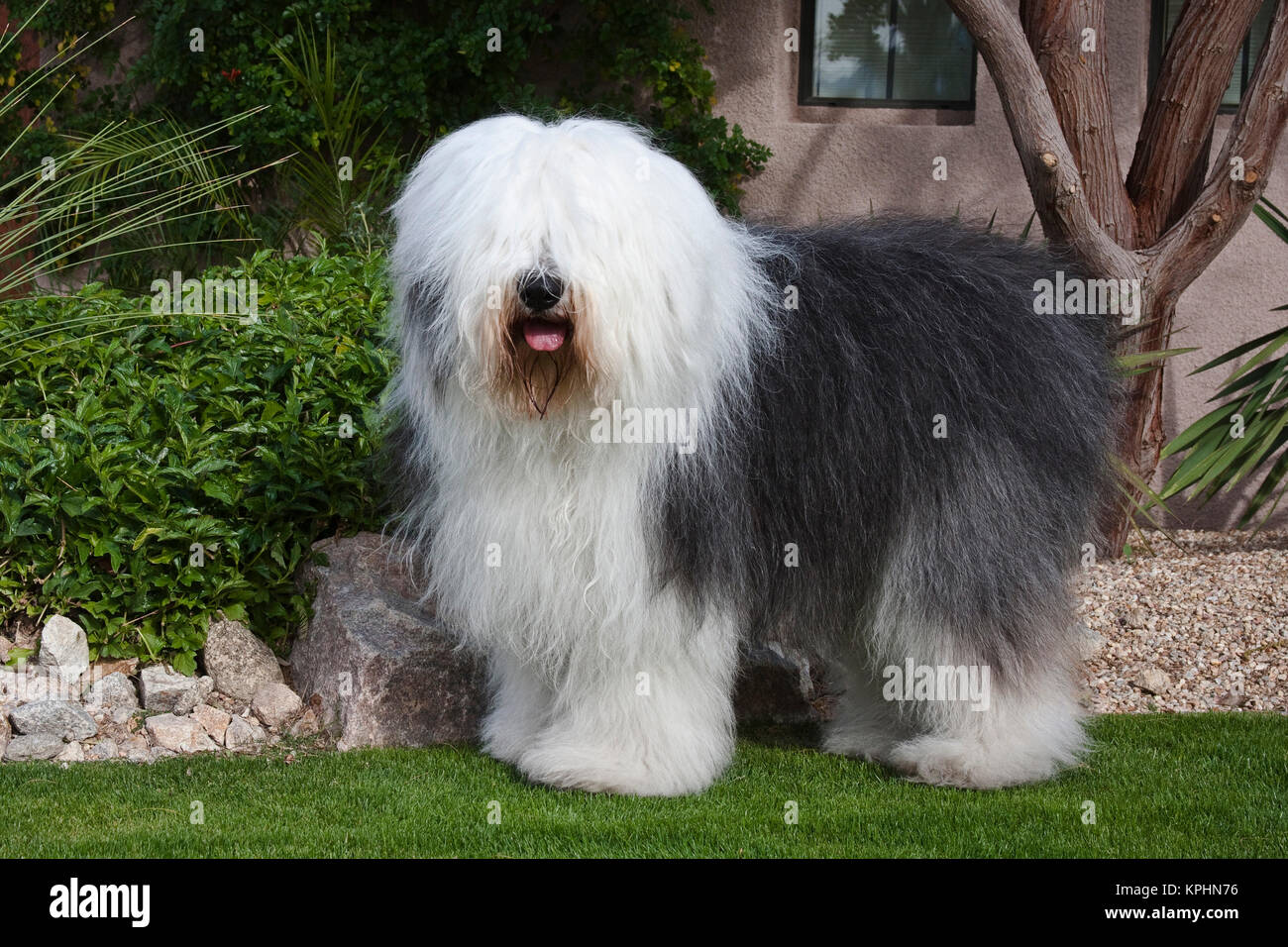 Old english sheepdog standing hi-res stock photography and images - Alamy