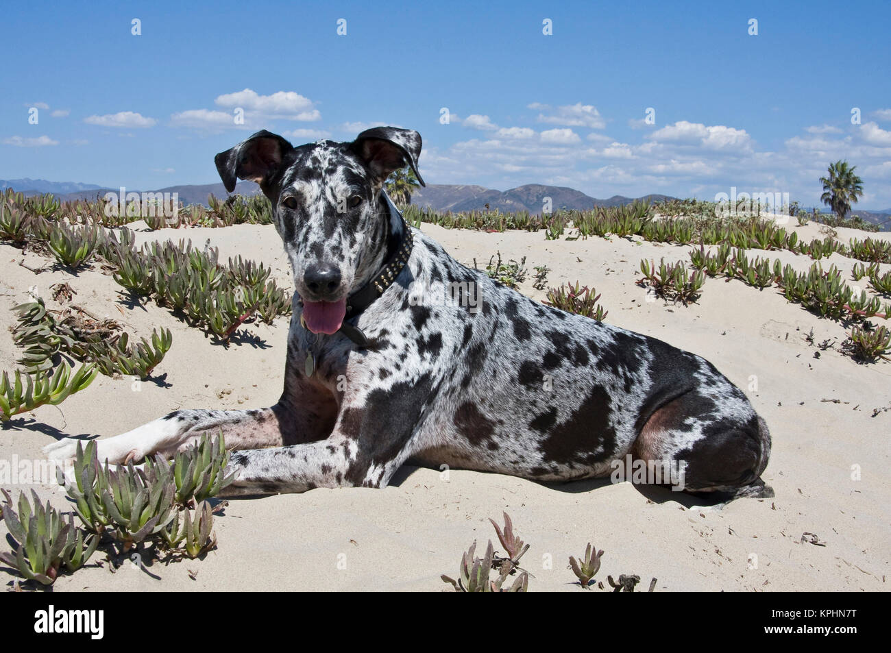 A Great Dane lying in the sand in Ventura, California. Stock Photo