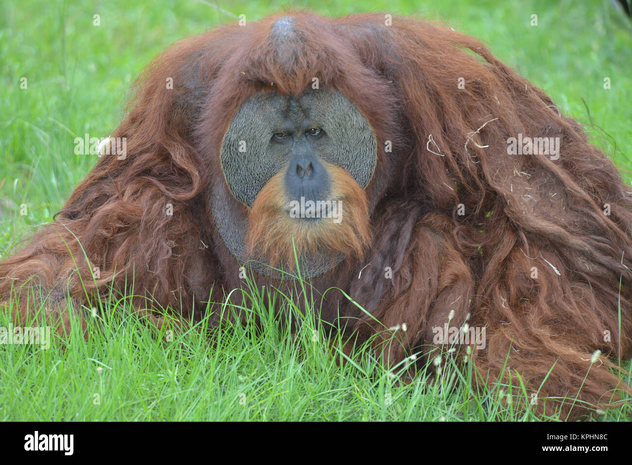 Aape hi-res stock photography and images - Alamy