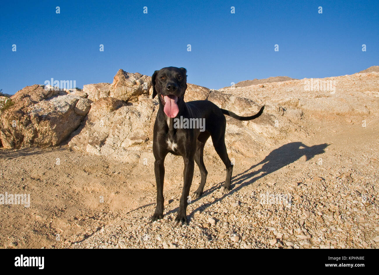 A Black German Shorthaired Pointer Standing On A Rocky Hill Stock