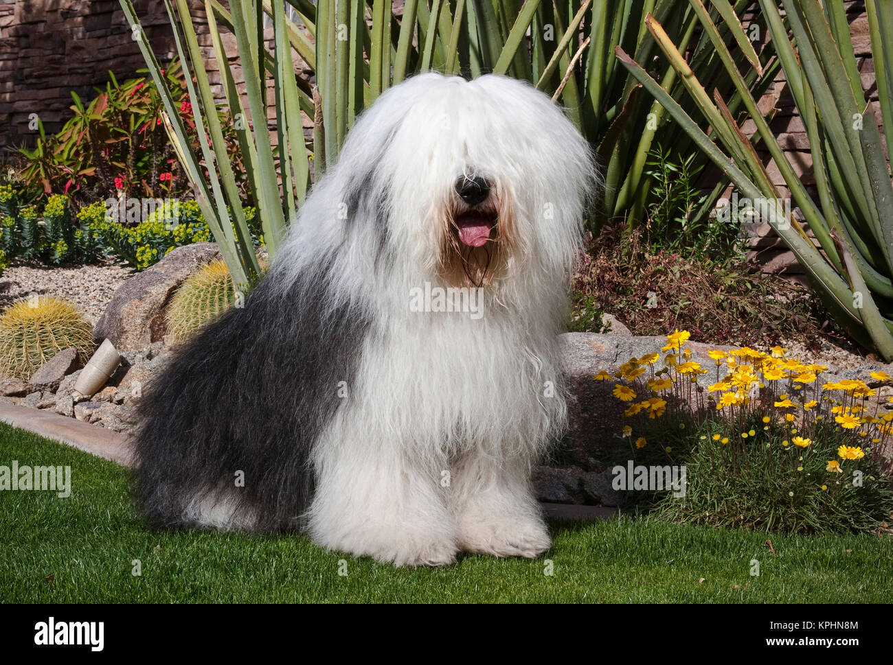 Old English Sheepdog, 1 Year old, sitting in front of white background  Stock Photo by ©lifeonwhite 10886126