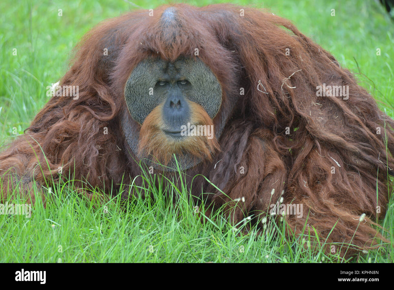 Bornean Orangutan (also spelled orang-utan, orangutang, or orang-utang.  Great ape native to Indonesia and Malaysia. Orangutans are currently only fou Stock Photo