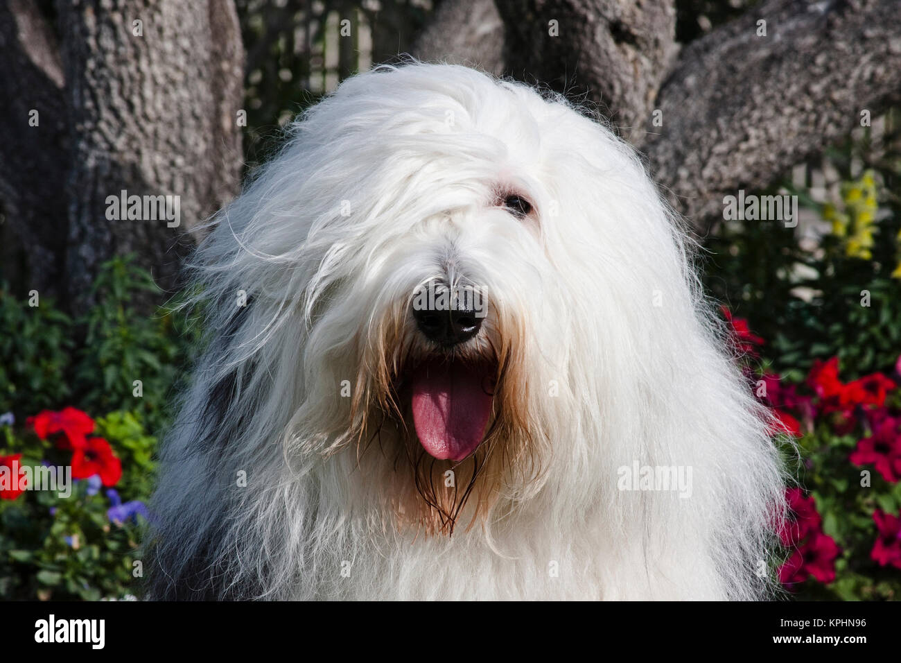 Old English Sheepdog Walking Towards The Camera In A Field Stock Photo,  Picture and Royalty Free Image. Image 195591118.