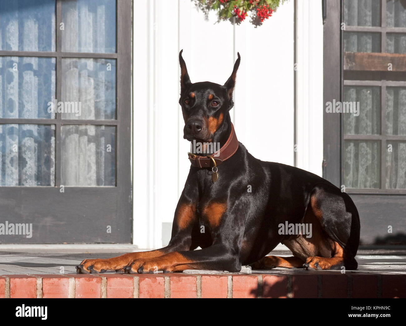 flydende lastbil Do Red doberman pinscher hi-res stock photography and images - Alamy
