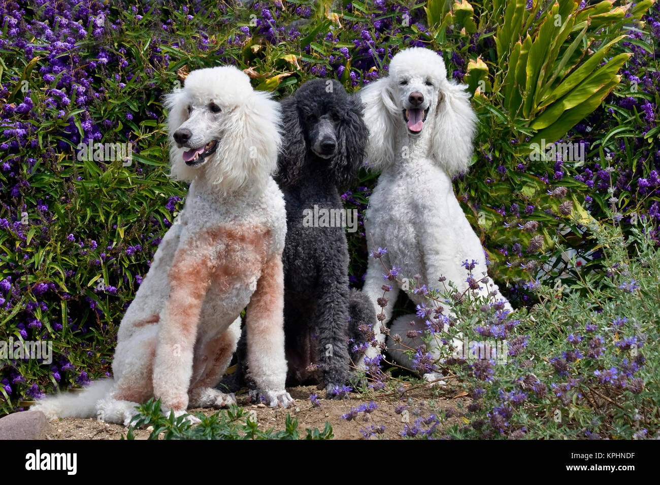 USA, California. Three Standard Poodles sitting together in front of purple flowers. Stock Photo