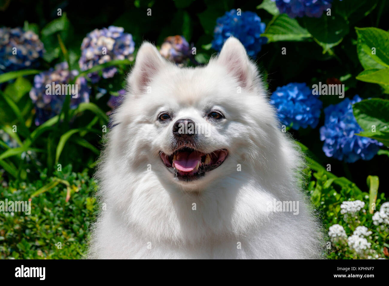 Portrait of an American Eskimo dog (MR & PR) Stock Photo